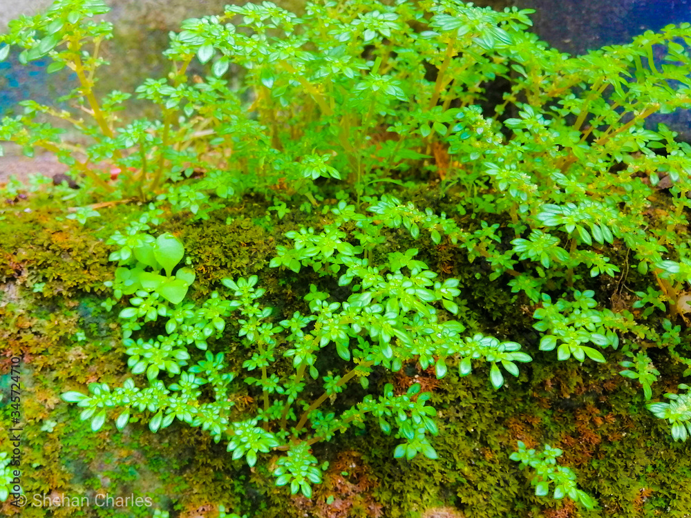 Fototapeta premium green moss on the wall