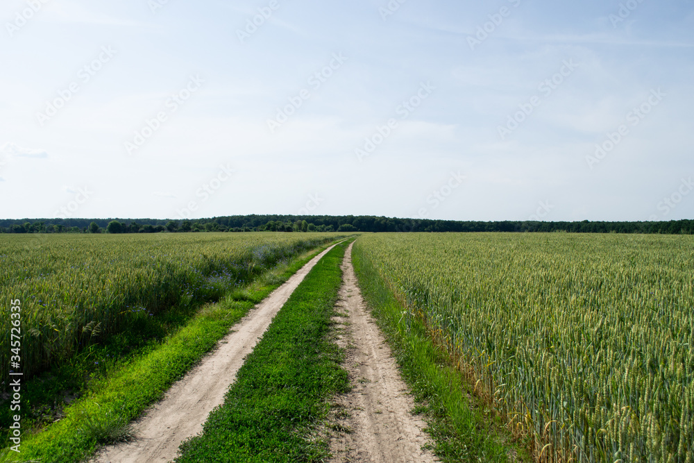 Green wheat in the open field in summer