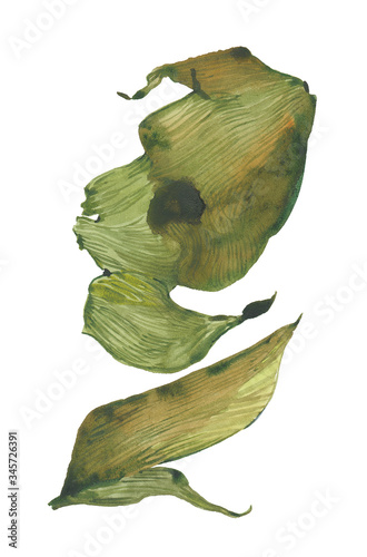 Dried kelp illustration