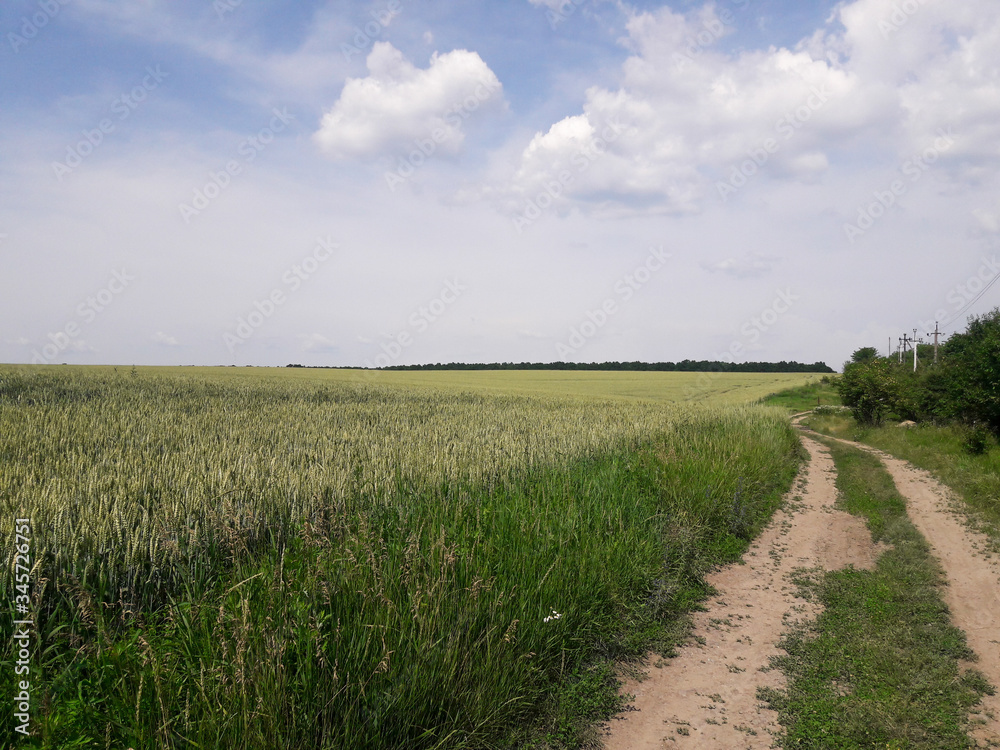 Green wheat in the open field in summer