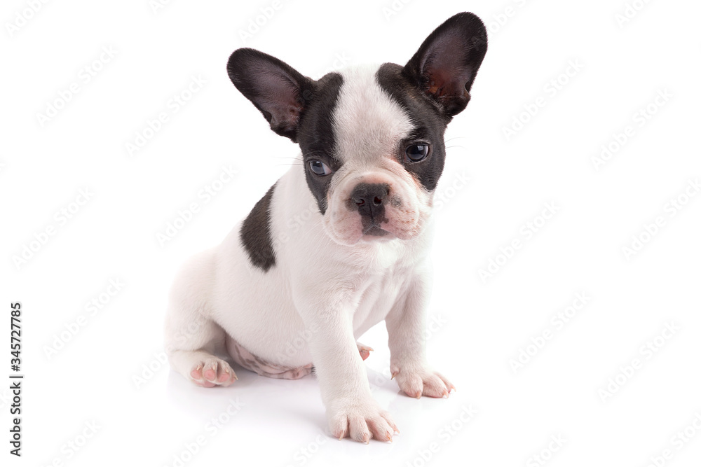 French bulldog puppy isolated on white background