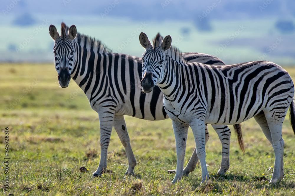 Obraz premium Plains zebra photographed in South Africa. Picture made in 2019.