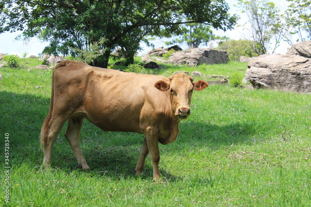 Campo Campo