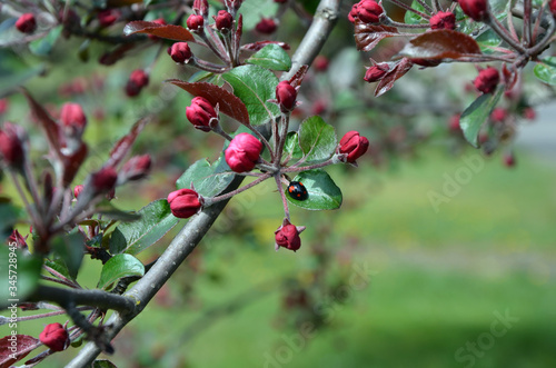 ladybug on an apple tree branch