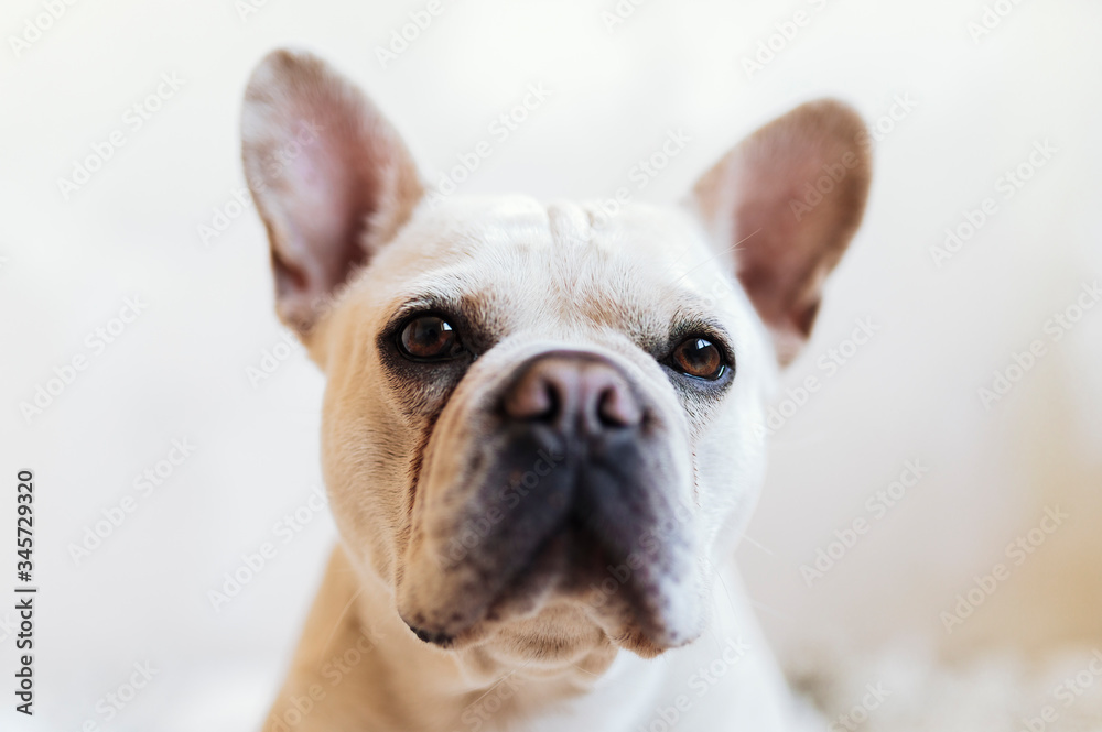 French bulldog is looking into camera