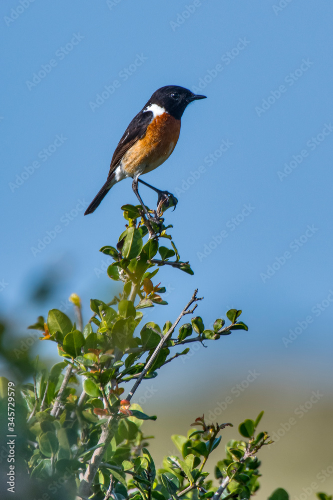 Fototapeta premium African stonechat photographed in South Africa. Picture made in 2019.
