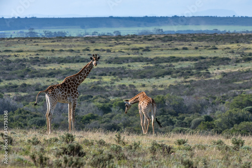 Northern giraffe photographed in South Africa. Picture made in 2019.