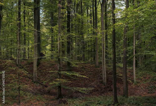 Europe, Belgique, Forêt de Soigne, octobre 2019: collines forestières photo