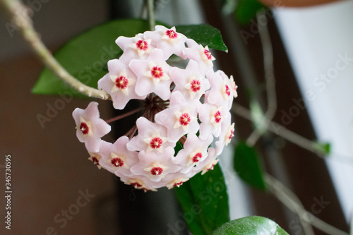 Close-up detail photo of flower wax plant or Hoya Carnosa. Hatural home plant. photo