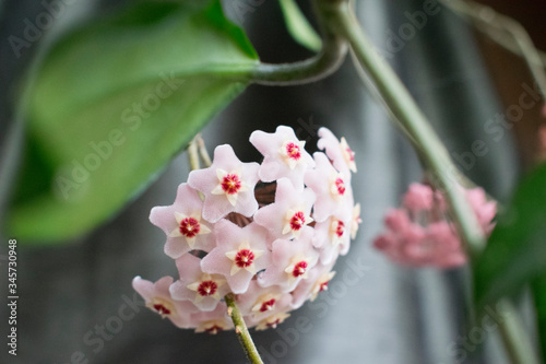 Close-up detail photo of flower wax plant or Hoya Carnosa. Hatural home plant. photo