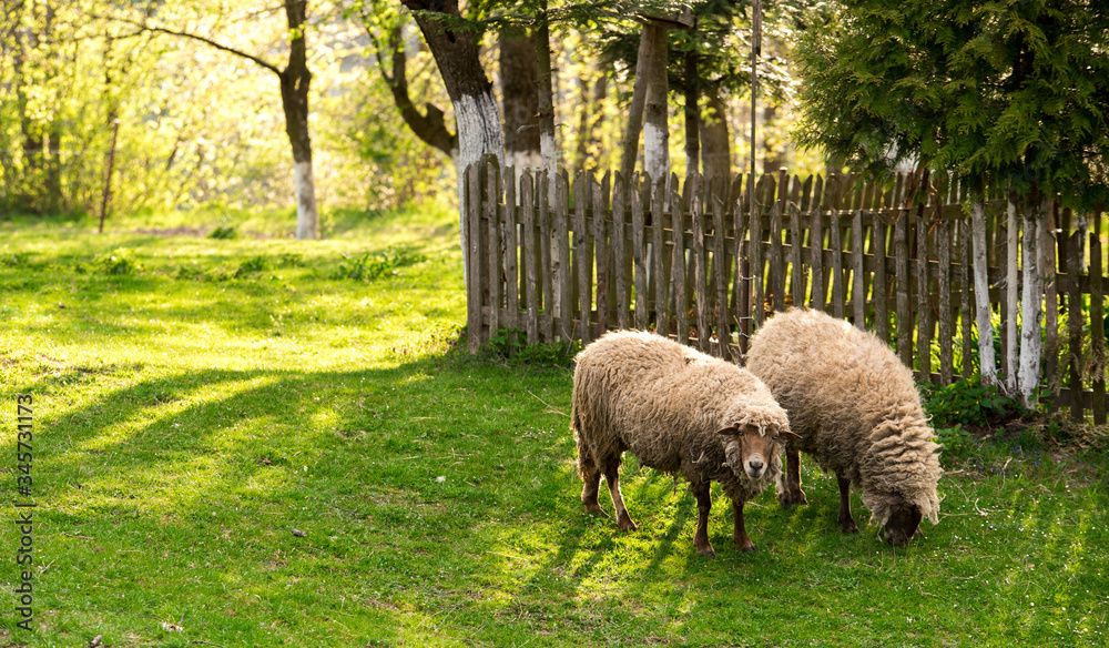 Obraz premium Sheep on pasture. Spring, Farmhouse. 