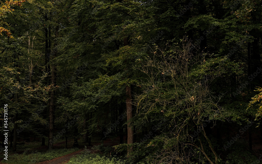 Obraz premium Europe, Belgique, forêt de Soigne, octobre 2019: à l'entrée du fourré