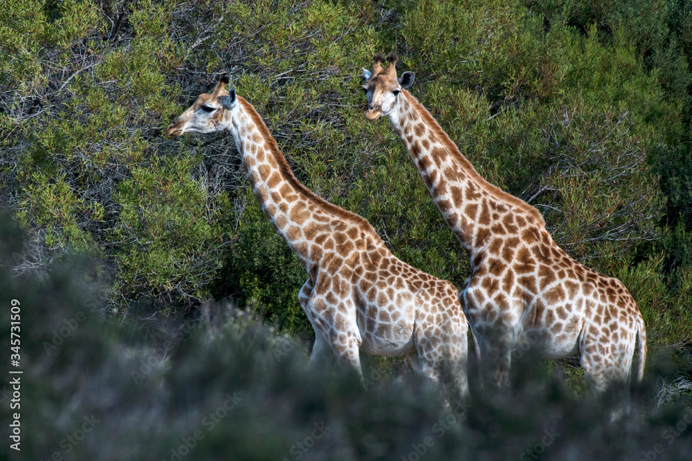 Fototapeta premium Northern giraffe photographed in South Africa. Picture made in 2019.