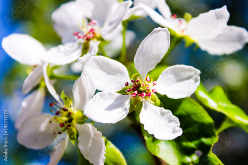 Wild pear tree blossom blooming in spring. Beautiful tender flower on sunny day.