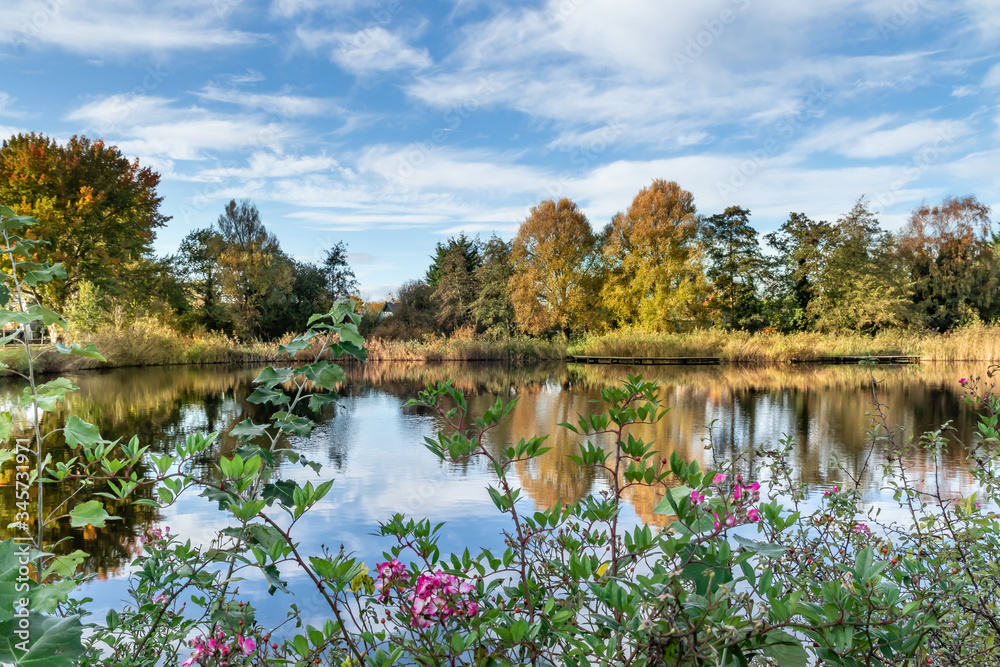 Naklejka premium Tradycyjny, holenderski krajobraz. Rezerwat przyrody w Holandii Północnej.