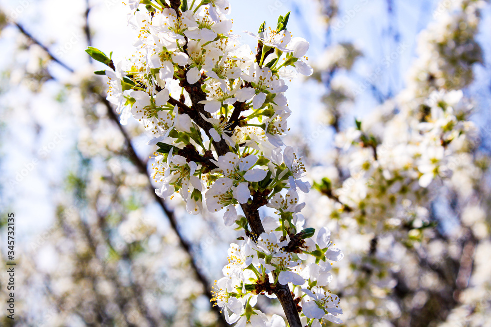 Wild apple tree blossom blooming in spring. Beautiful tender flower on sunny day. Wild apple tree blossom blooming in spring. Beautiful tender flower on sunny day.