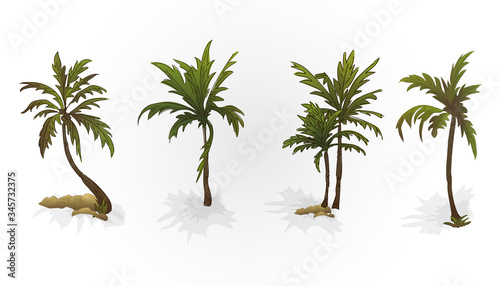 image of palm tree. leaves, trunks and stones. Plants. Theme of the beach and relaxation.