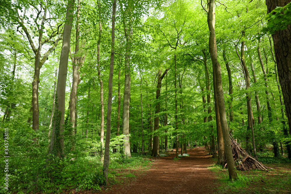 Obraz premium Lush vegetation in springtime in a green forest in England. Background