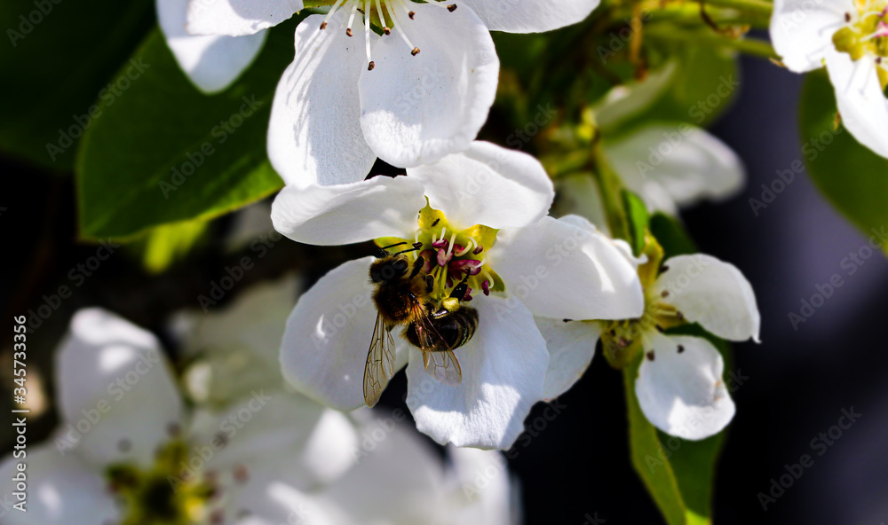 Obraz premium Wild pink fragile pear tree blossom blooming in spring with a bee or a wasp collecting pollen nectar.