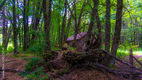 house in the forest  © JuanPablo