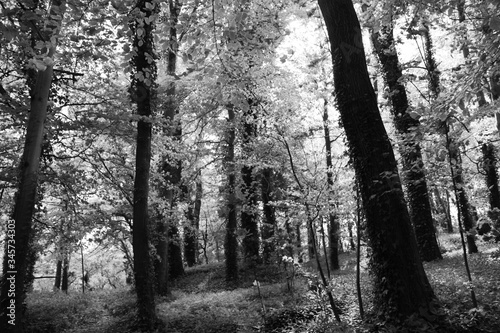 Woodland in black and white.