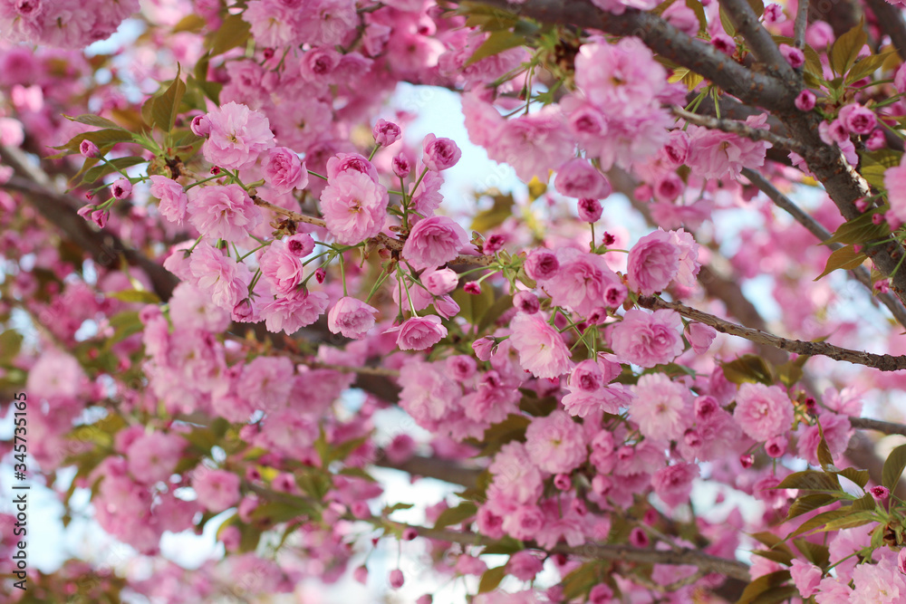 Pink sakura (flowering cherry) blossom in spring
