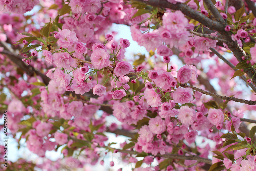 Pink sakura (flowering cherry) blossom in spring Pink sakura (flowering cherry) blossom in spring