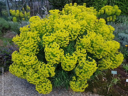 Euphorbia characias ssp. Wulfenii (Mediterranean spurge or Albanian spurge) is a species of flowering plant in the Euphorbiaceae family. photo