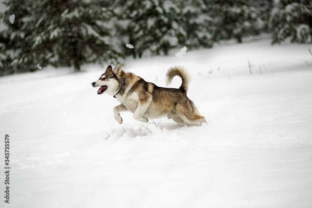 Winter time. Dog in a forest.  Siberian Husky in a woods, playing and enjoying in a snow. 