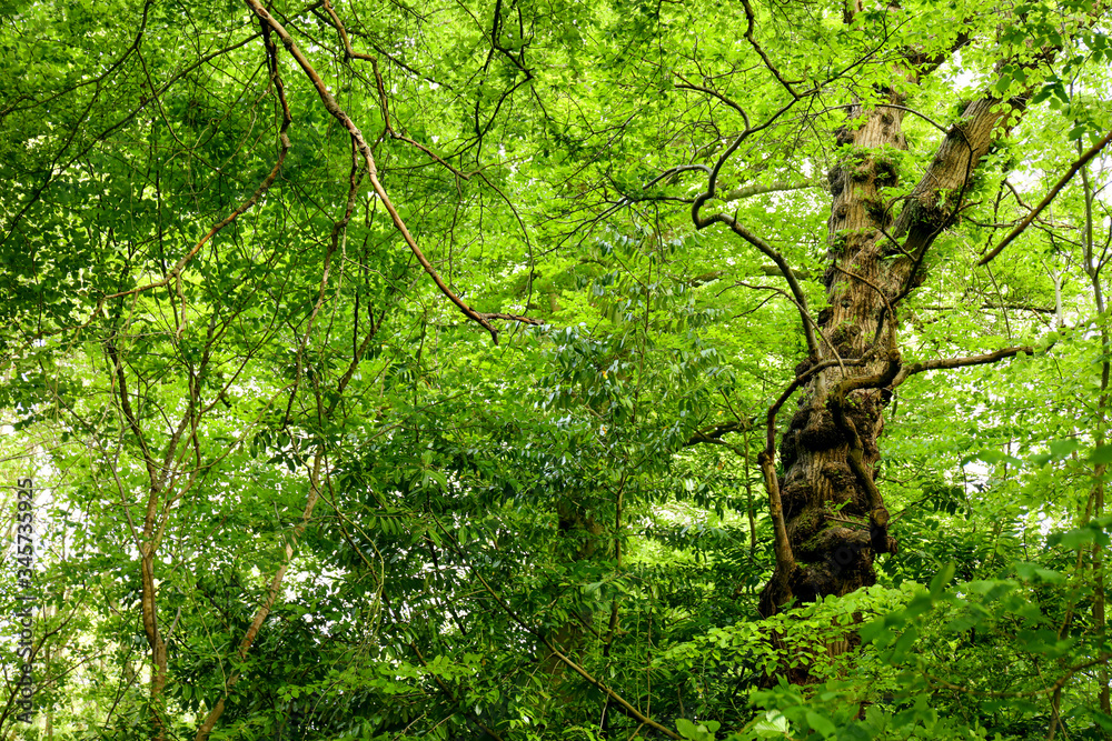 Fototapeta premium Lush vegetation in springtime in a green forest in England. Background