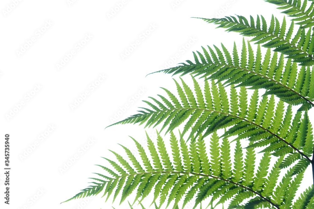 Tropical fern leaves on white isolated background for green foliage backdrop and copy space Tropical fern leaves on white isolated background for green foliage backdrop and copy space