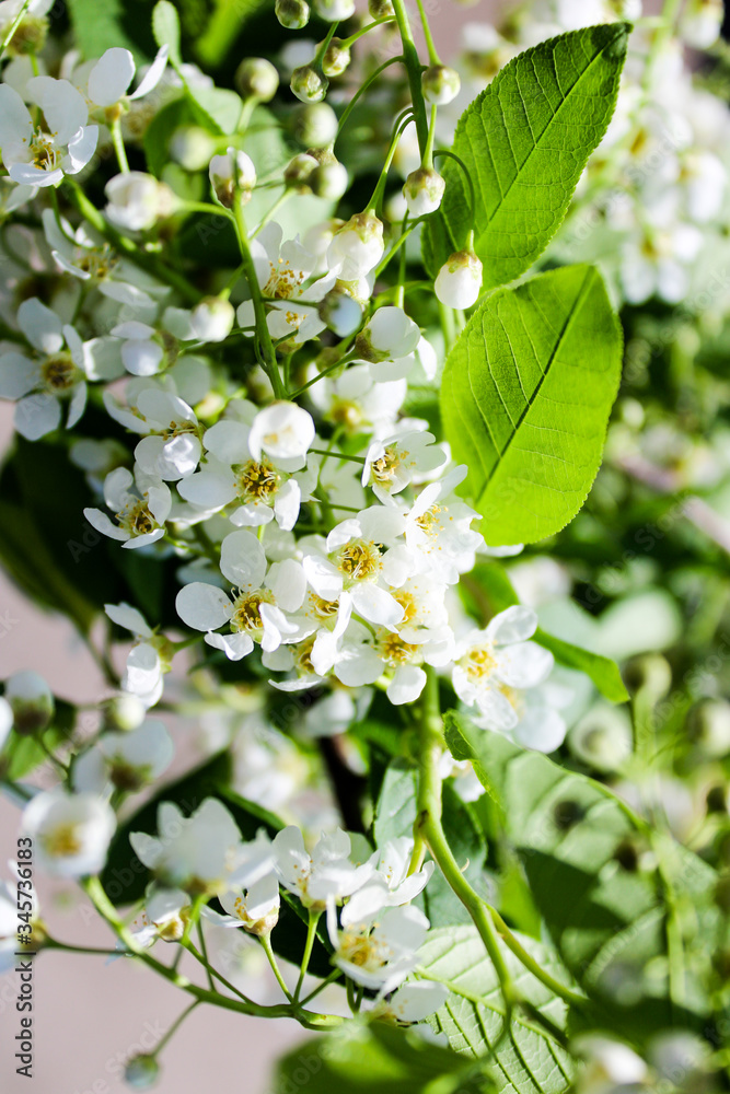 Fototapeta premium Wild Bird Cherry also known as Prunus Padus tree blossom blooming in spring. Beautiful tender flower on sunny day.