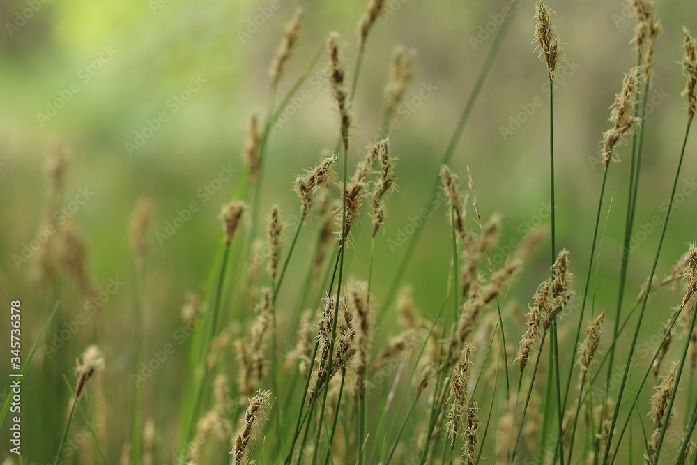 Green grass background. Image with selective focus