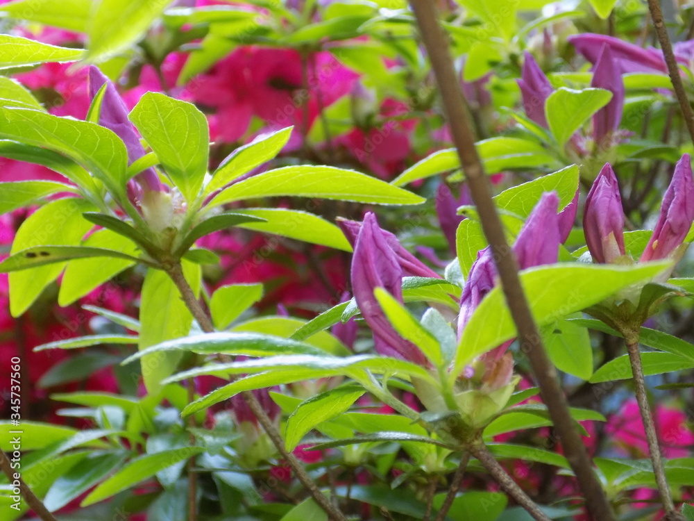 pink buds in a garden pink buds in a garden