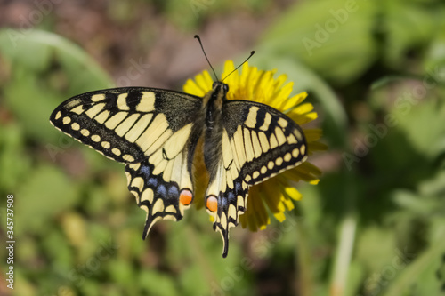 A yellow-black butterfly with blue and orange spots sits on a yellow flower.