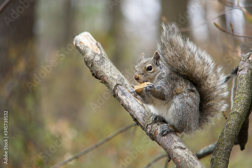 Grey squirrel perched on a branch