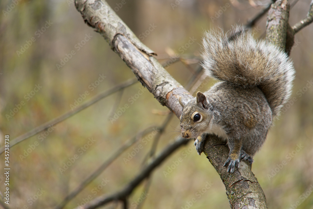 Obraz premium Grey squirrel perched on a branch