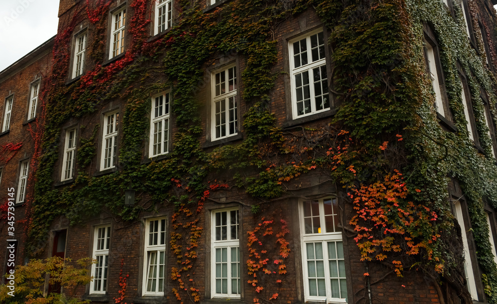Brick wall with white windows overgrown with ivy. Autumn leaves. Brick wall with white windows overgrown with ivy. Autumn leaves.