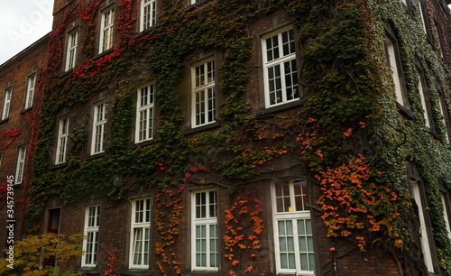 Brick wall with white windows overgrown with ivy. Autumn leaves. © Oleksii Skrekoten