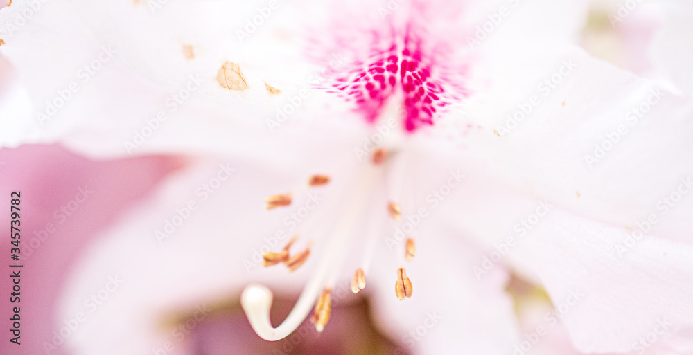 Fototapeta premium White orchid with pink dots background