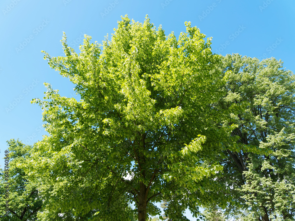 Houppe de Tilleul commun ou tilia europaea au feuillage vert printanier, tronc droit et gris brun sous un ciel bleu