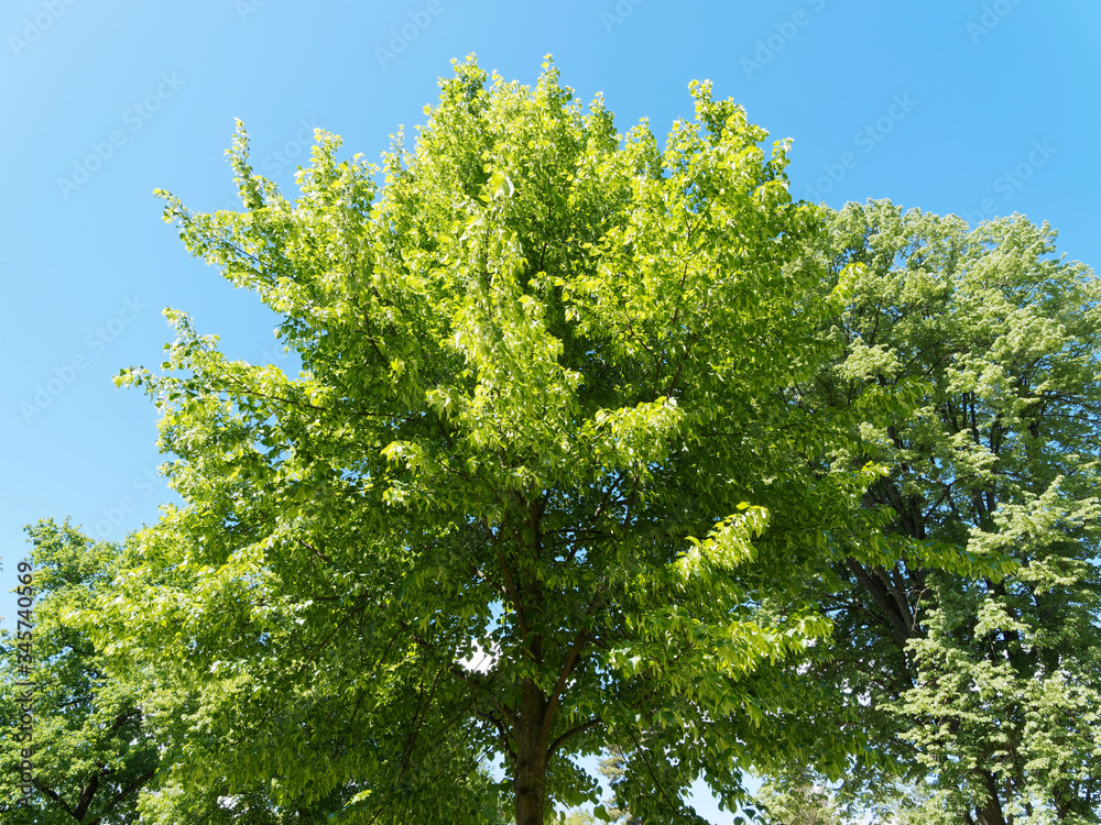 Houppe de Tilleul commun ou tilia europaea au feuillage vert printanier, tronc droit et gris brun sous un ciel bleu Houppe de Tilleul commun ou tilia europaea au feuillage vert printanier, tronc droit et gris brun sous un ciel bleu
