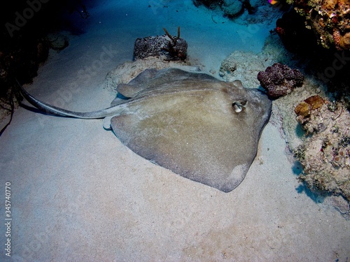 Caribbean whiptail stingray in Bay of Pigs, Cuba, underwater photograph photo