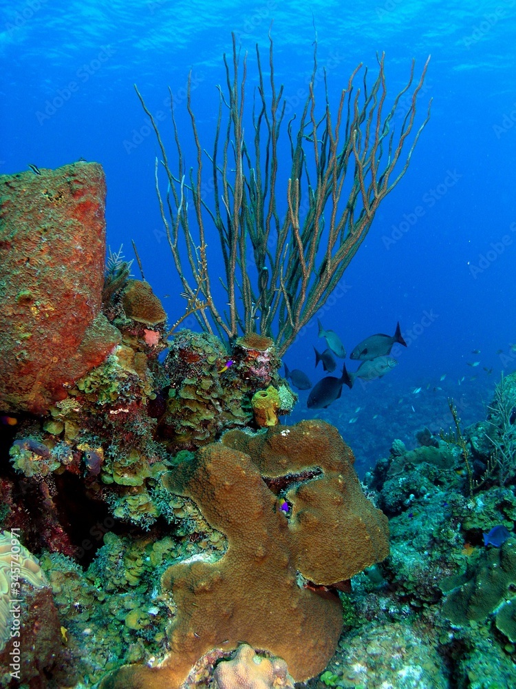 Fototapeta premium Landscape of Caribbean sea in Bay of Pigs, Cuba, underwater photograph
