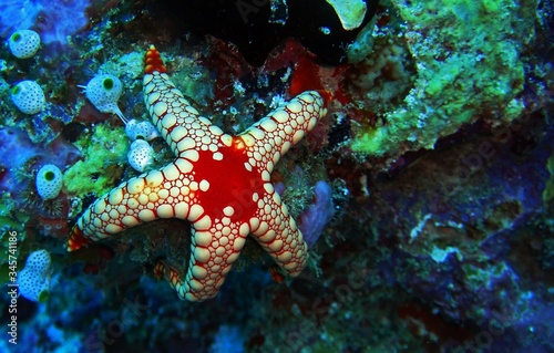 Elegant sea star in Arabian sea  Baa Atoll  Maldives  underwater photograph 