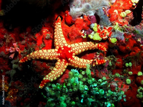 Elegant sea star in Arabian sea  Baa Atoll  Maldives  underwater photograph 