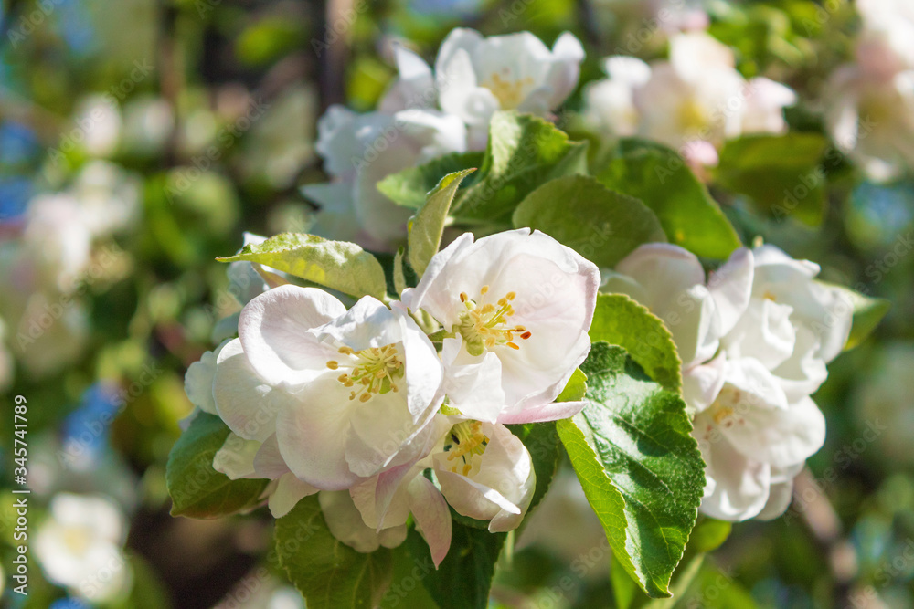 Apple tree blooms in white flowers