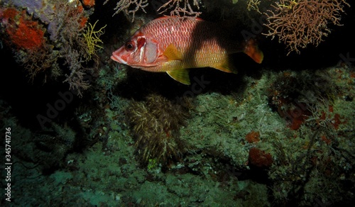 Sabre squirrelfish in Arabian sea, Baa Atoll, Maldives, underwater photograph