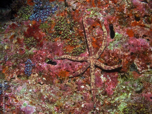 Dalmatian Linckia, starfish in Arabian sea, Baa Atoll, Maldives, underwater photograph