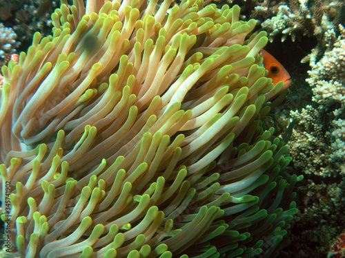 Maldive anemonefish, Maldivian clownfish in Arabian sea, Baa Atoll, Maldives, underwater photograph